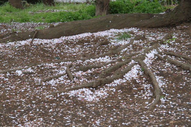 ファイル 1705-5.jpg