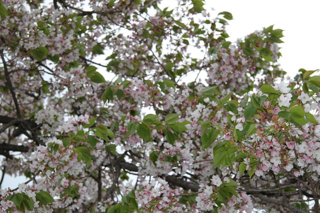 ファイル 1706-2.jpg