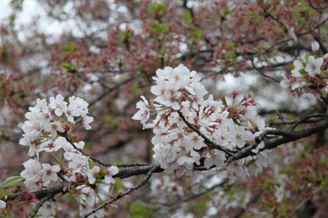 ファイル 1706-4.jpg