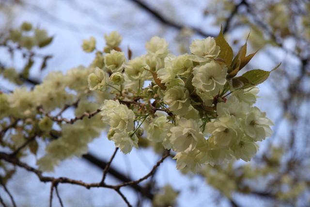 ファイル 1707-2.jpg