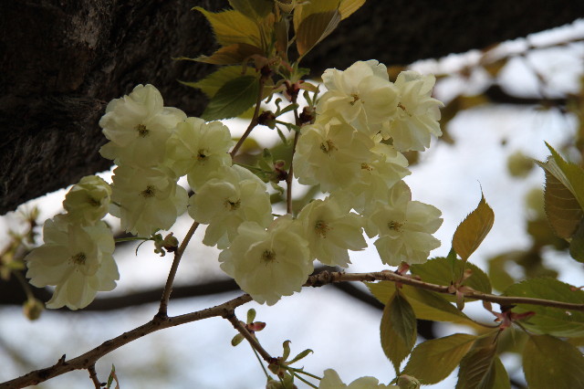 ファイル 1707-3.jpg