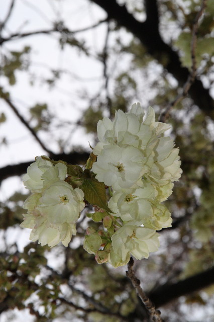 ファイル 1707-4.jpg