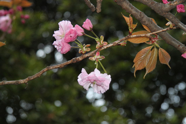 ファイル 1708-1.jpg