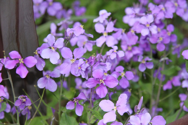 ファイル 1708-3.jpg