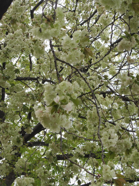 ファイル 1722-4.jpg