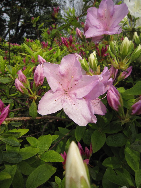 ファイル 1726-4.jpg