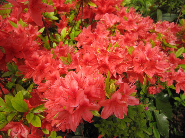 ファイル 1726-5.jpg