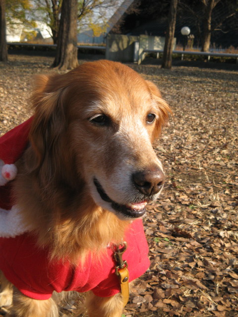 ファイル 173-2.jpg