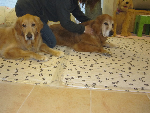 ファイル 1730-1.jpg