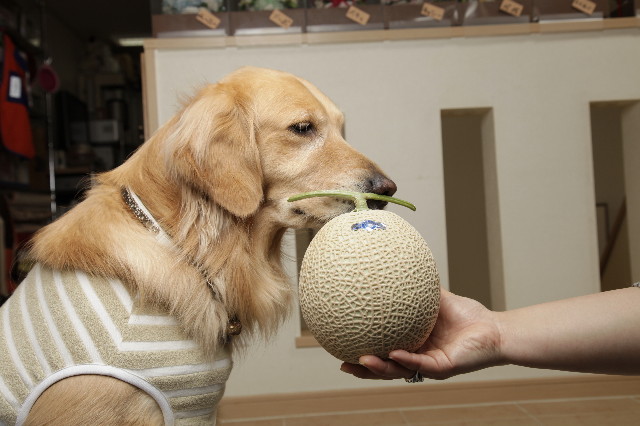 ファイル 1731-2.jpg