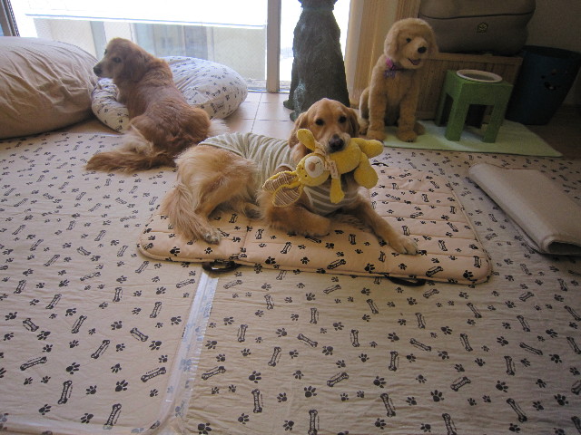 ファイル 1733-2.jpg