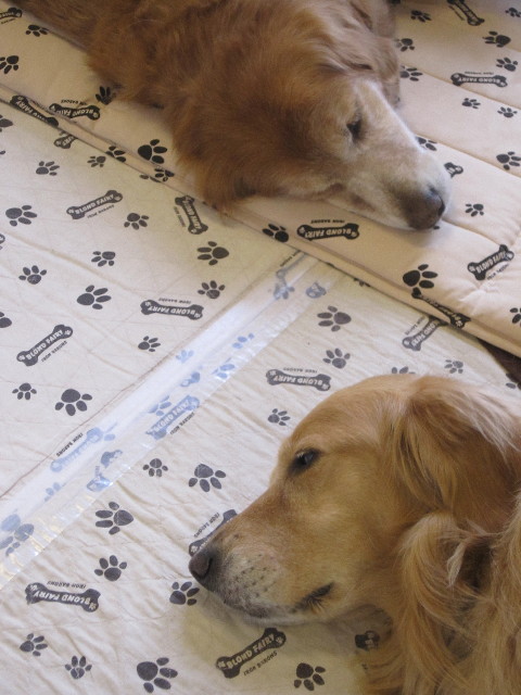 ファイル 1733-4.jpg