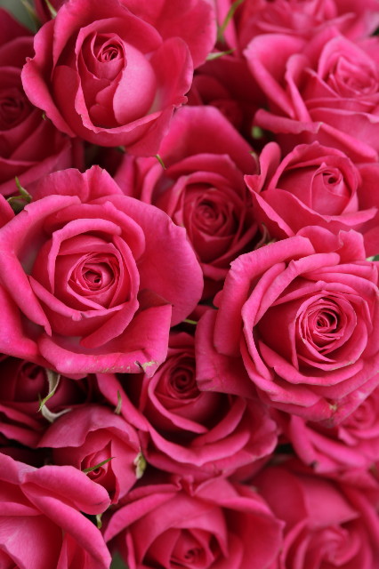 ファイル 1740-1.jpg