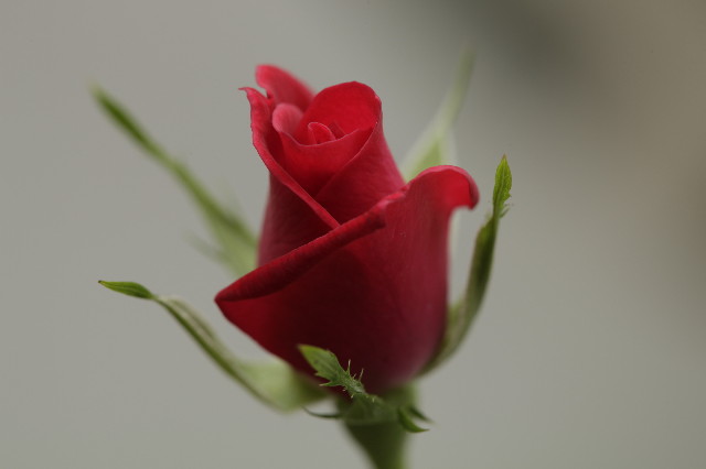 ファイル 1740-4.jpg