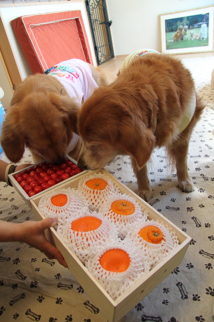 ファイル 1741-1.jpg