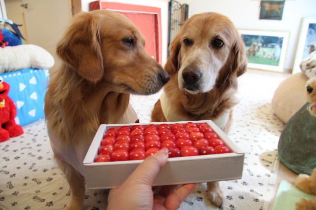 ファイル 1741-2.jpg