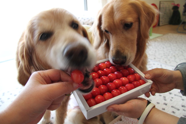 ファイル 1741-4.jpg