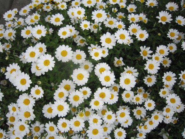 ファイル 1743-1.jpg