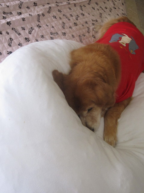 ファイル 1744-1.jpg