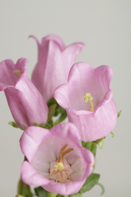 ファイル 1745-2.jpg