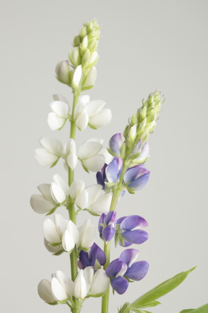 ファイル 1745-4.jpg