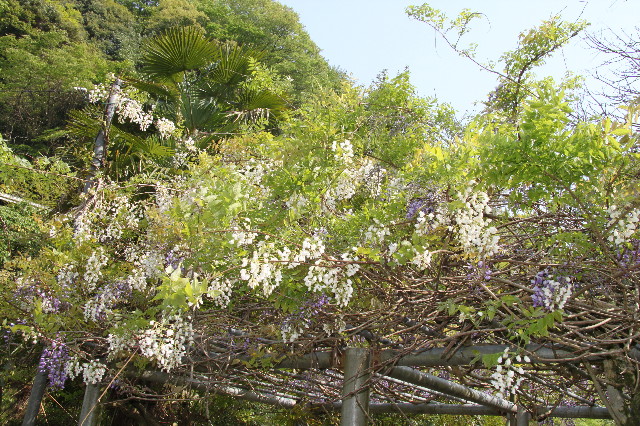 ファイル 1747-4.jpg