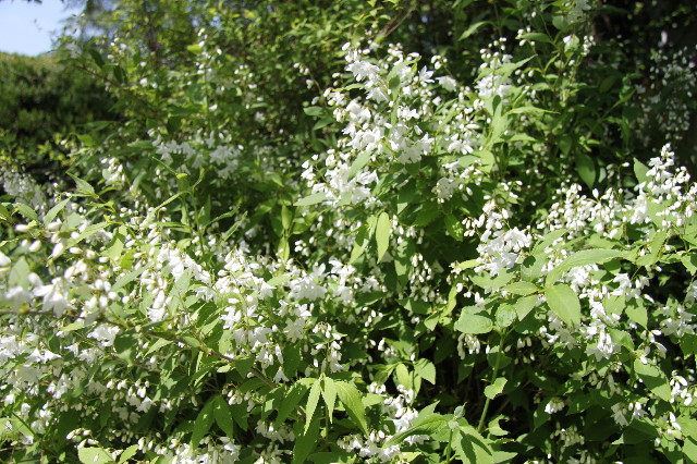 ファイル 1749-1.jpg