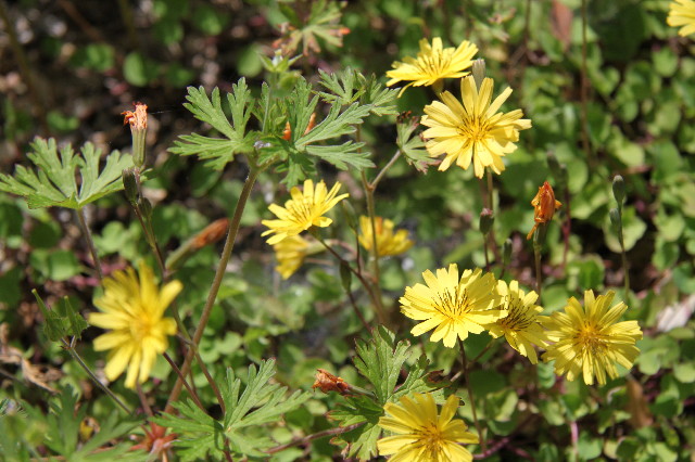 ファイル 1749-4.jpg