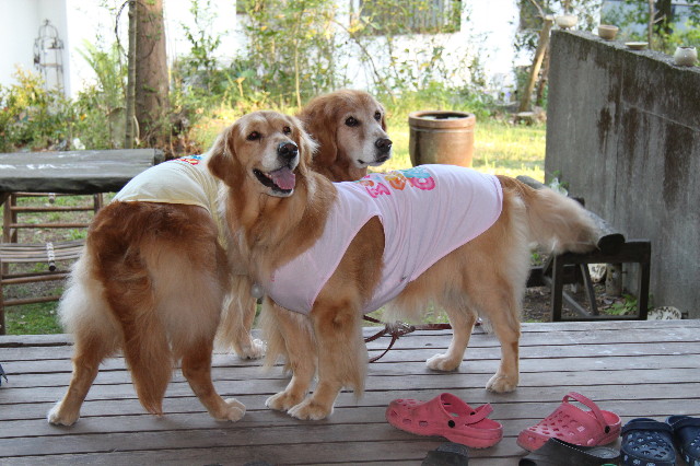 ファイル 1750-2.jpg