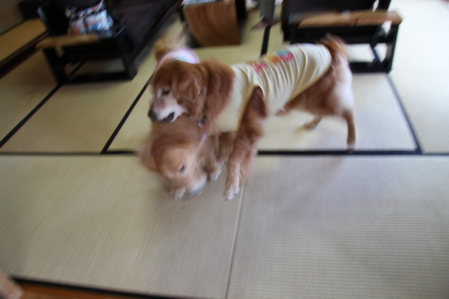 ファイル 1751-1.jpg