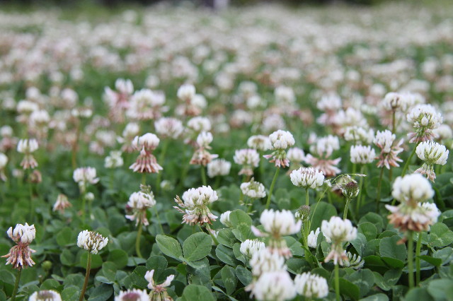 ファイル 1755-2.jpg