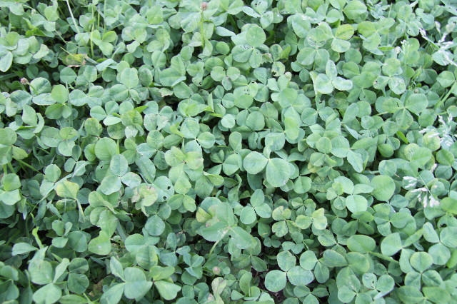 ファイル 1755-3.jpg