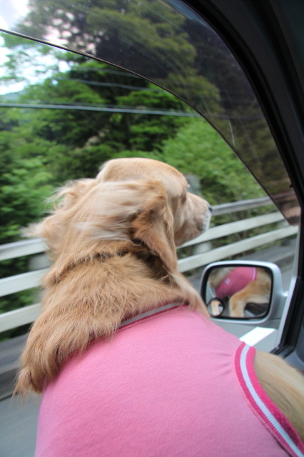 ファイル 1756-1.jpg