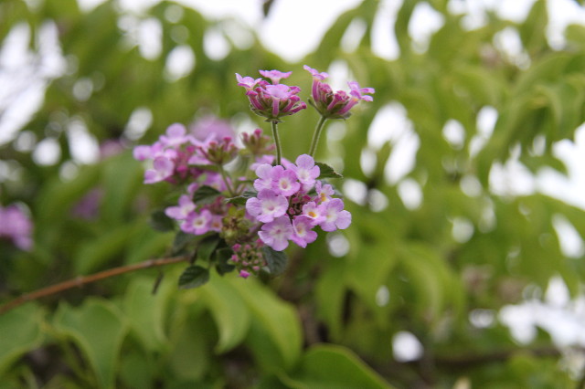 ファイル 1756-3.jpg