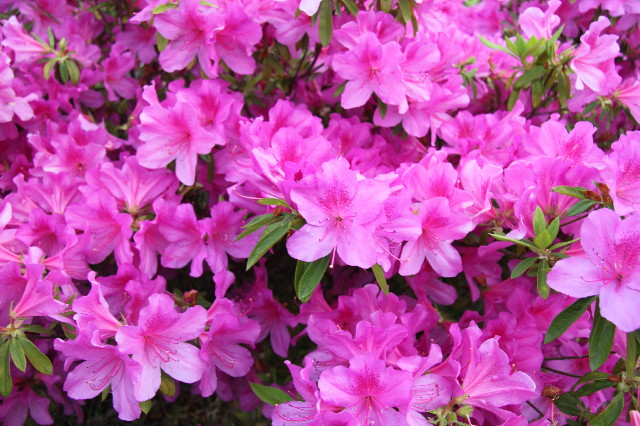 ファイル 1756-5.jpg