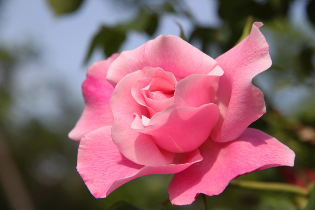 ファイル 1758-2.jpg