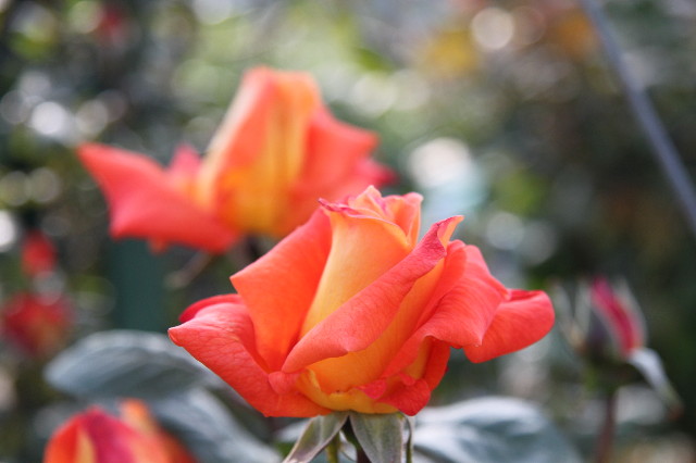 ファイル 1758-3.jpg