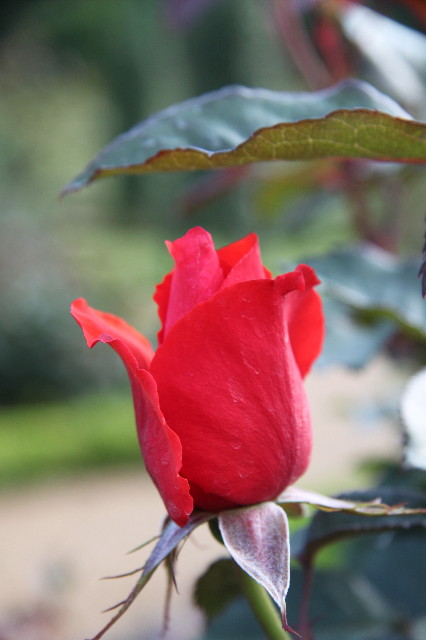 ファイル 1758-4.jpg