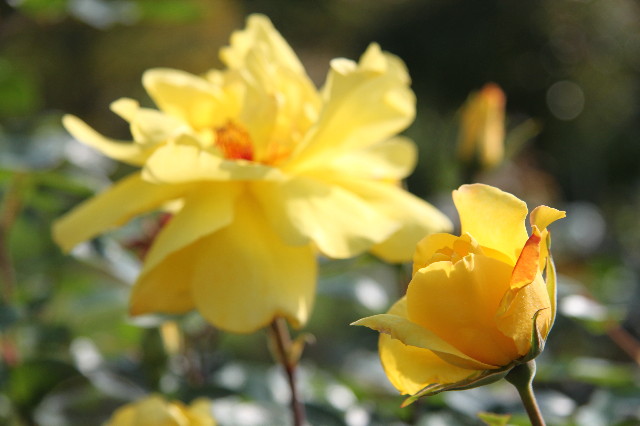 ファイル 1758-5.jpg