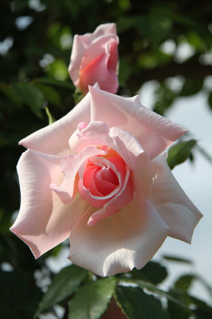 ファイル 1759-1.jpg