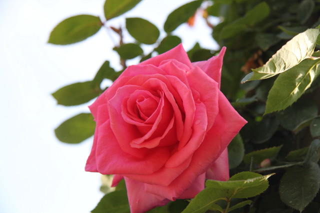 ファイル 1759-2.jpg