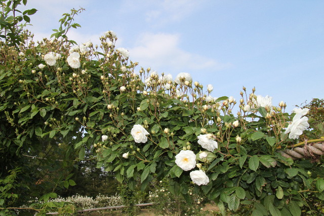 ファイル 1759-5.jpg