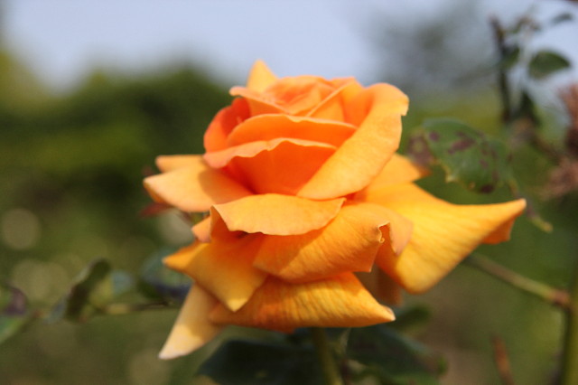 ファイル 1761-1.jpg