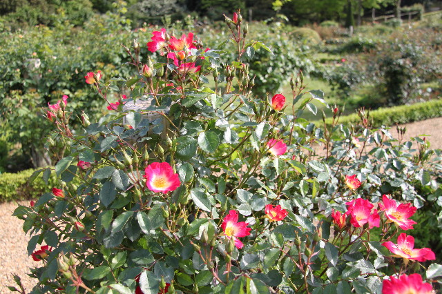 ファイル 1761-2.jpg