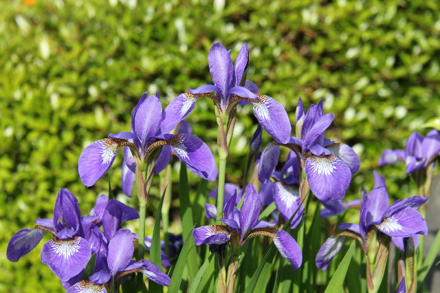 ファイル 1763-3.jpg