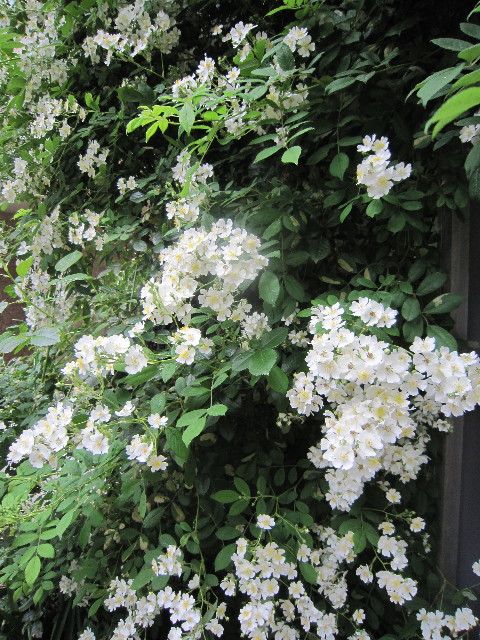 ファイル 1769-1.jpg