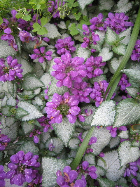 ファイル 1771-5.jpg