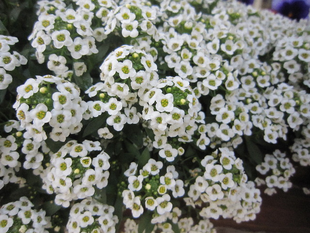 ファイル 1774-5.jpg