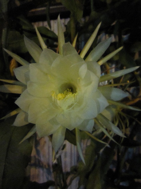 ファイル 1776-2.jpg