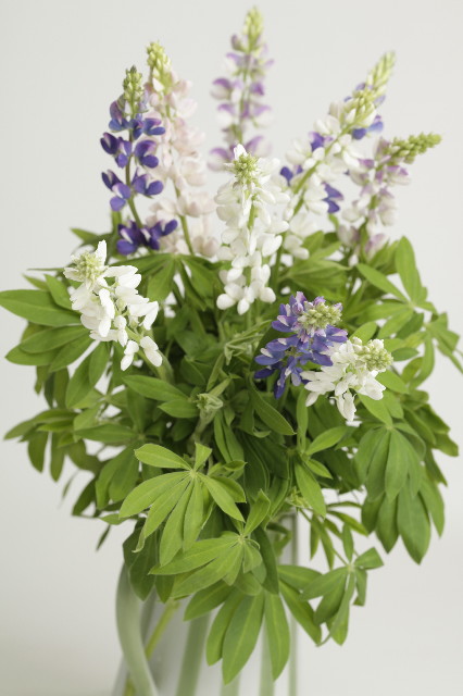 ファイル 1778-3.jpg